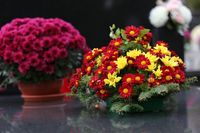 flower-arrangements-8363547